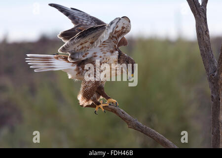 Falco ferruginosa saldi con ali parzialmente aperto sul lembo di albero in Arizona. La posizione è Tucson in Volo Libero di dimostrazione Foto Stock