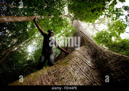 Struttura Samauma, Croa, Brasile, Amazonas Foto Stock