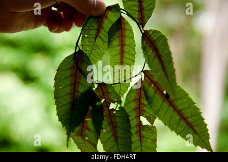 Sanango, naturali gocce per gli occhi Foto Stock