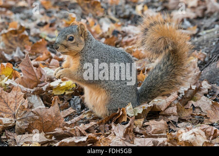 Eastern Fox Squirrel (Sciurus niger) sul pavimento della foresta, mangiare noci, ghiande, autunno, e Nord America, Di Skip Moody/Dembinsky Photo Assoc Foto Stock