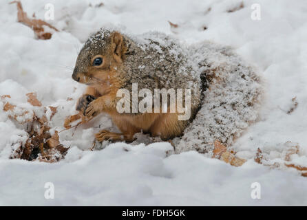 Eastern Fox Squirrel Sciurus niger recuperando e mangiare i dadi memorizzati dalla cache alimentare Nord America orientale Foto Stock