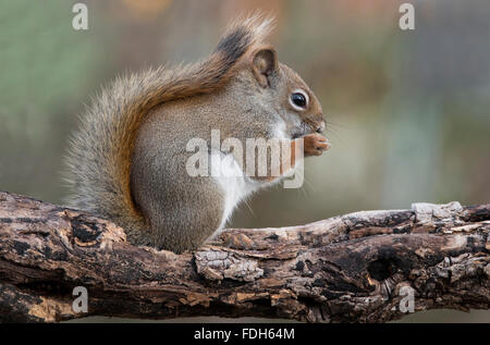 Eastern scoiattolo rosso mangiare semi (Tamiasciurus o Sciurus hudsonicus) e America del Nord Foto Stock