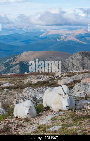 Capre di montagna (Oreamnos americanus) Nanny & Kid appoggiata, Mount Evans Wilderness Area, montagne rocciose, Colorado, STATI UNITI D'AMERICA Foto Stock