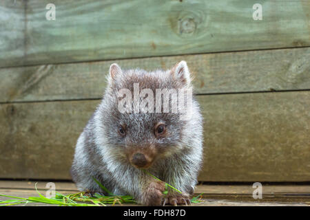 Poco Wombat Tasmania Foto Stock