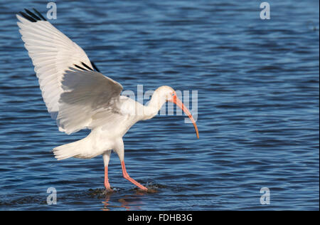 Americano bianco ibis (Eudocimus albus), Galveston, Texas, Stati Uniti d'America. Foto Stock