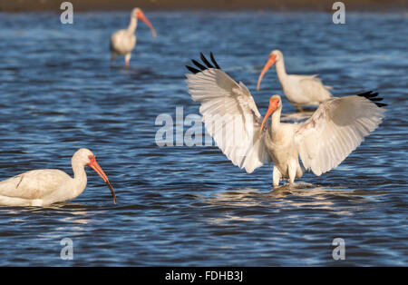 Un gruppo di Americano bianco ibis (Eudocimus albus) alimentazione nella palude di marea, Galveston, Texas, Stati Uniti d'America. Foto Stock