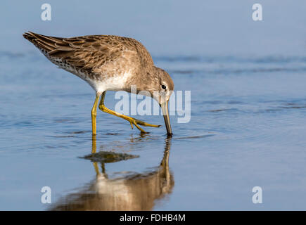 A breve fatturate (dowitcher Limnodromus griseus) alimentazione nella palude di marea, Galveston, Texas, Stati Uniti d'America. Foto Stock