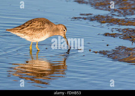 A breve fatturate (Dowitcher Limnodromus griseus) alimentazione nella palude di marea, Galveston, Texas, Stati Uniti d'America. Foto Stock