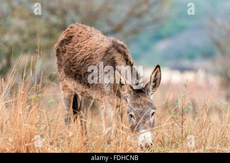 Asino (Equus africanus asinus) pascolare in un campo nella regione di Hhohho dello Swaziland, Africa. Foto Stock