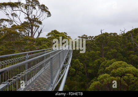 Tree Top Walk nella Valle dei Giganti, Walpole-Nornalup National Park, Australia occidentale Foto Stock