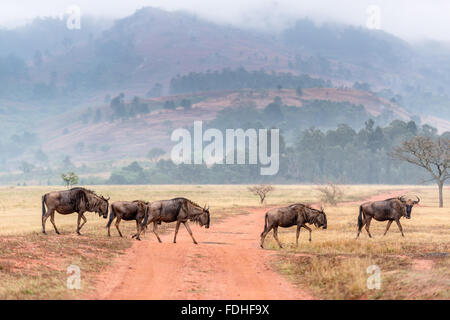 Gnu (Connochaetes) attraversando una strada sterrata in Mlilwane Wildlife Sanctuary in Swaziland, Africa. Foto Stock