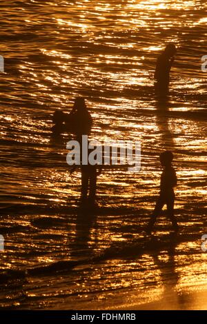 Rio de Janeiro, Brasile, 31 gennaio 2016. Lucertole da mare godetevi una nuotata al tramonto a Arpoador Beach, dopo una calda e soleggiata giornata estiva. Credito: Maria Adelaide Silva/Alamy Live News Foto Stock