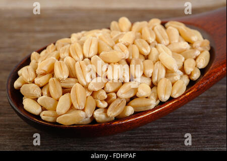 Orzo perlato in cucchiaio di legno Foto Stock