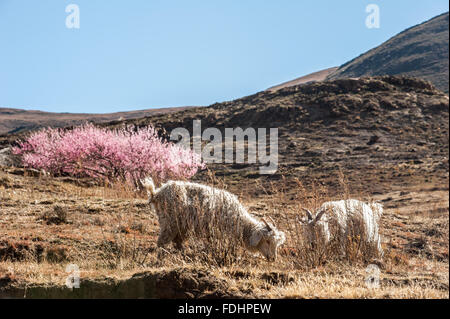 Capre pascolano sulla cima in Lesotho, Africa Foto Stock