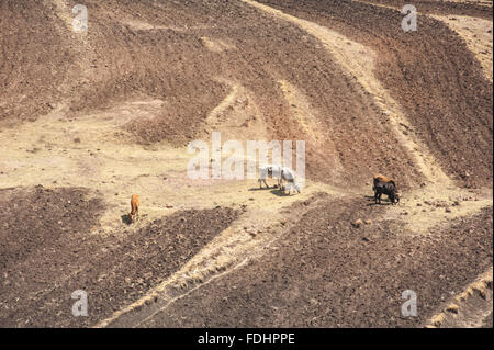 Vista aerea del bestiame al pascolo su terreni agricoli in Somenkong, Lesotho, Africa Foto Stock