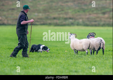 Un pastore e Border Collie imbrancandosi pecore presso l'International Sheep Dog prove a Moffat, Scotland, Regno Unito. Foto Stock