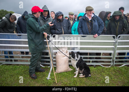 Border Collie e gli spettatori a guardare il International Sheep Dog prove a Moffat, Scotland, Regno Unito. Foto Stock