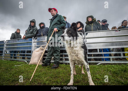 Border Collie e gli spettatori a guardare il International Sheep Dog prove a Moffat, Scotland, Regno Unito. Foto Stock