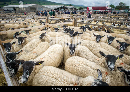 Le penne del Mulo Gimmer Agnelli a l'asta Hawes Mart nello Yorkshire, Inghilterra. Foto Stock