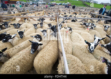 Le penne del Mulo Gimmer Agnelli a l'asta Hawes Mart nello Yorkshire, Inghilterra. Foto Stock