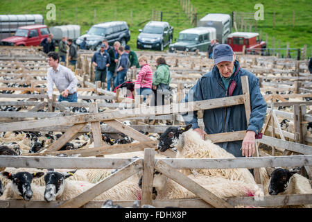 Le penne del Mulo Gimmer Agnelli a l'asta Hawes Mart nello Yorkshire, Inghilterra. Foto Stock