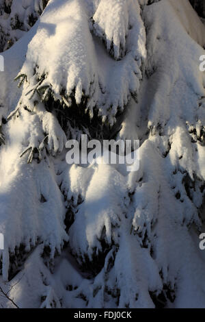 Inverno in Baviera, in Frankonia, regione di Fichtelgebirge, Germania Foto Stock