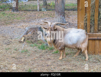 Shaggy cornuto le pecore di montagna (Ovis ammon) vicino gli alimentatori con fieno (vista laterale) Foto Stock