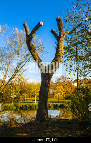 Pollarded Willow Tree con sawn-off Filiali - Francia. Foto Stock