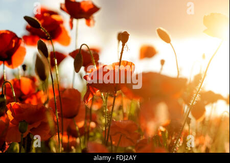 Campo di colore rosso brillante mais fiori di papavero in estate Foto Stock