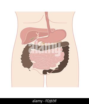 Stilizzata apparato digestivo umano. Tutto su sfondo bianco Illustrazione Vettoriale