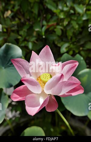 Primo piano di un fiore di loto (Nelumbo nucifera). Bangkok, Thailandia. Foto Stock