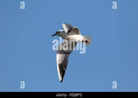 A testa nera (gabbiano Larus ridibundus) in volo contro il cielo blu Foto Stock