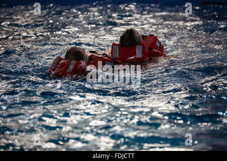 La gente di mare e i lavoratori offshore con giubbotti salvagente galleggiante in una piscina durante il mare la formazione di sopravvivenza. Foto Stock