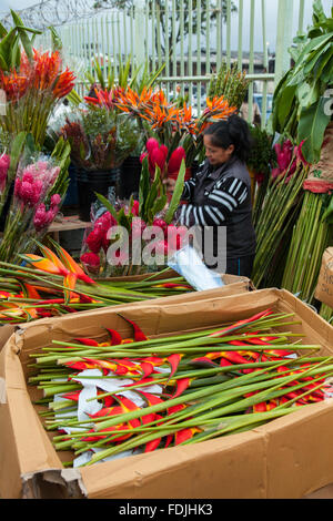 Fiori a Paloquemao agricoltori il mercato dei fiori a Bogotà, Colombia, America del Sud. Foto Stock
