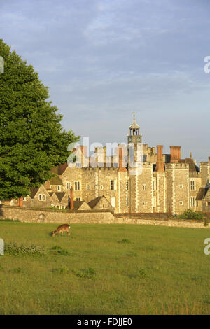 Il deerpark in primo piano a Knole, Sevenoaks, Kent. Foto Stock