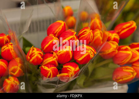 Fiori a Paloquemao agricoltori il mercato dei fiori a Bogotà, Colombia, America del Sud. Foto Stock