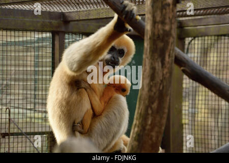 Pilsen, Repubblica Ceca. 27 gennaio, 2016. Northern bianco-cheeked Gibbon, Nomascus leucogenys leucogenys, femmina con il suo bambino sono illustrati nel loro recinto in zoo di Pilsen, Repubblica Ceca, su Mercoledì, 27 gennaio 2016. Questo anno il giardino zoologico di Pilsen celebrerà 90 anni della sua fondazione. © Pavel Nemecek/CTK foto/Alamy Live News Foto Stock