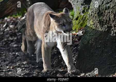 Pilsen, Repubblica Ceca. 27 gennaio, 2016. La North American Cougar, Puma concolor missoulensis, è raffigurato nel proprio recinto in zoo di Pilsen, Repubblica Ceca, su Mercoledì, 27 gennaio 2016. Questo anno il giardino zoologico di Pilsen celebrerà 90 anni della sua fondazione. © Pavel Nemecek/CTK foto/Alamy Live News Foto Stock