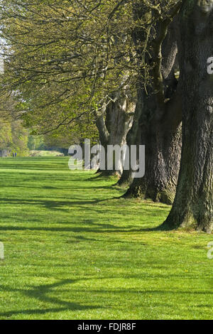 La lunga passeggiata o il viale di alberi di quercia a Gibside, Newcastle upon Tyne. George Bowes eredita le proprietà nel 1722 e paesaggistici terreni intorno Gibside Hall. Foto Stock