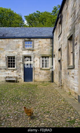 Una gallina in stalle di ciottoli cortile che fa parte della tenuta di Gibside, Newcastle upon Tyne. George Bowes eredita le proprietà nel 1722 e paesaggistici terreni intorno Gibside Hall. Foto Stock