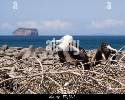 Fregata uccelli nidificanti su North Seymour Island, Arcipelago delle Galapagos Foto Stock