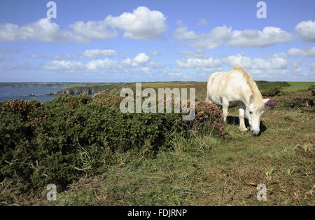 Pony Shetland (Equus caballus) conservazione pascolando il litorale vicino al punto di Beagles, Coverack, la lucertola, Cornwall. Foto Stock