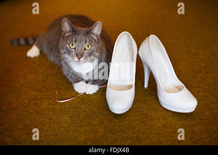 Cute cat e sposa le scarpe su un pavimento marrone Foto Stock