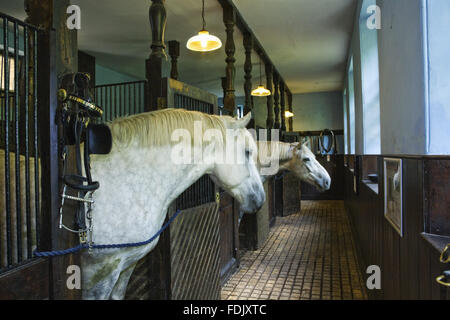 I cavalli in box allentati nelle stalle, costruito nel 1864, a corte di Arlington, Devon. Essi sono tenuti ad estrarre i carrelli nel NT Museo delle Carrozze. Foto Stock