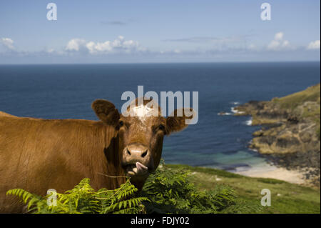 Mucca su una scogliera pascolo a Bosigran Farm, Cornwall. Foto Stock