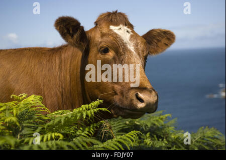 Mucca su una scogliera pascolo a Bosigran Farm, Cornwall. Foto Stock