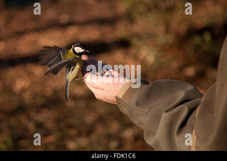 L'uomo alimentazione di un uccello dalla sua mano, sofia, Bulgaria Foto Stock