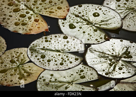 Gocce di pioggia su una ninfea bianca (Nymphaea) a Bodnant Garden, Conwy, Galles. Foto Stock