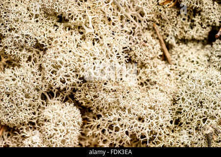 Pila di bianco delle renne, per decorazioni Foto Stock