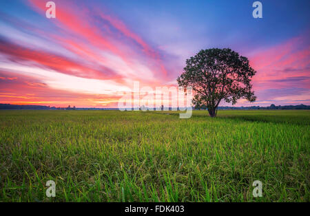 Rosa tramonto su risaie, Malacca, Malaysia Foto Stock